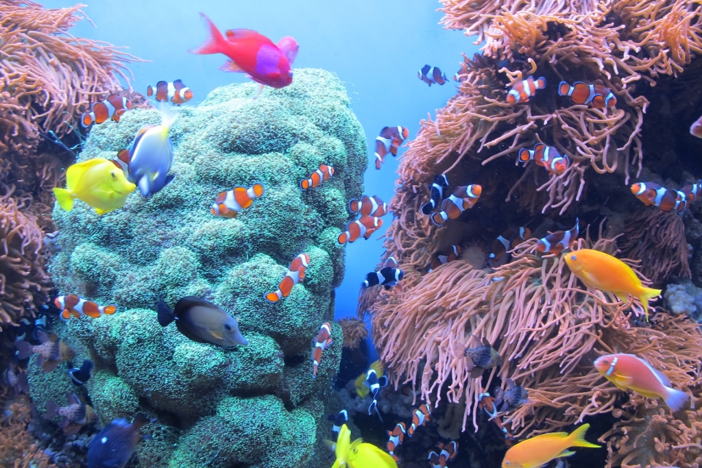 Acuario de la Bahía de Monterey: Programa Seafood Watch