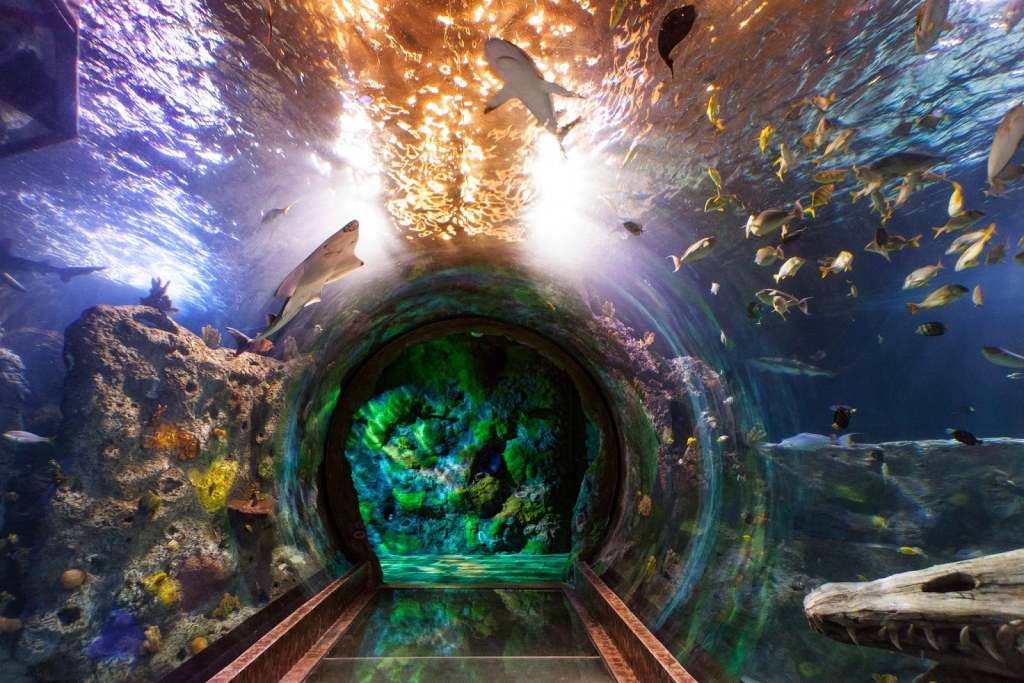 Acuario SEA LIFE Grapevine