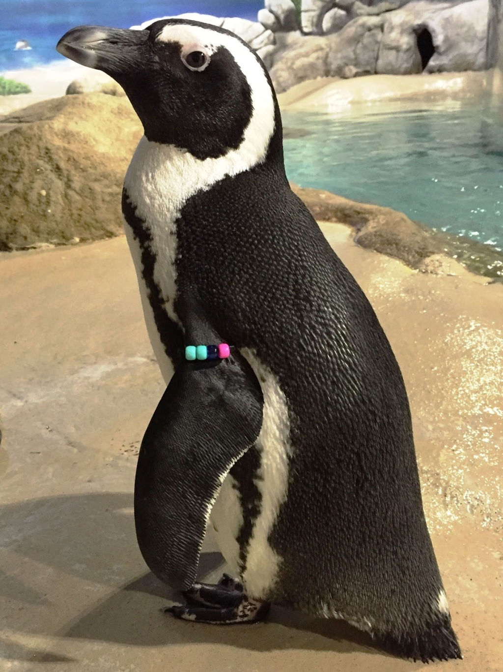 Acuario de Jenkinson