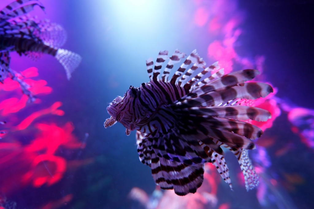 Acuario SEA LIFE Michigan