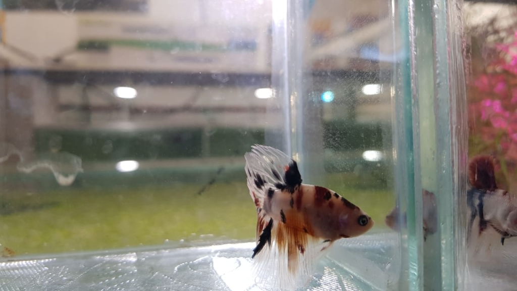 Acuamanus