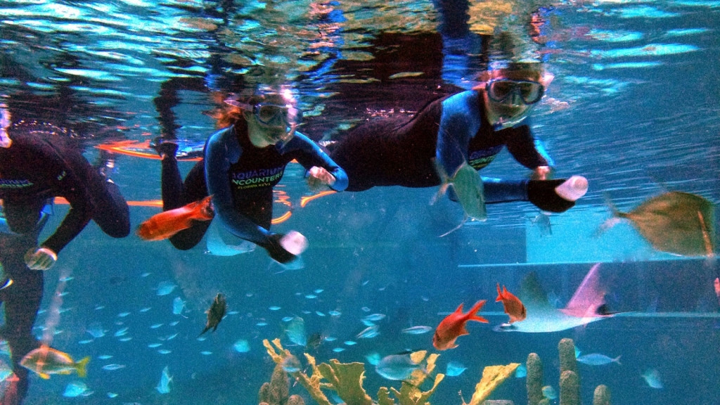 Encuentros en el Acuario de los Cayos de Florida