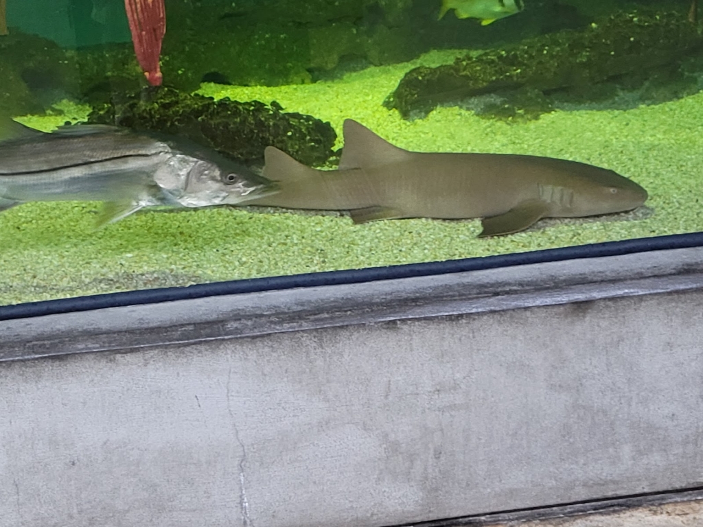Acuario de Alabama en el Laboratorio Marítimo de Dauphin Island