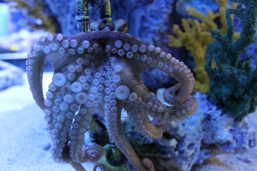 Acuario Blue Zoo Spokane