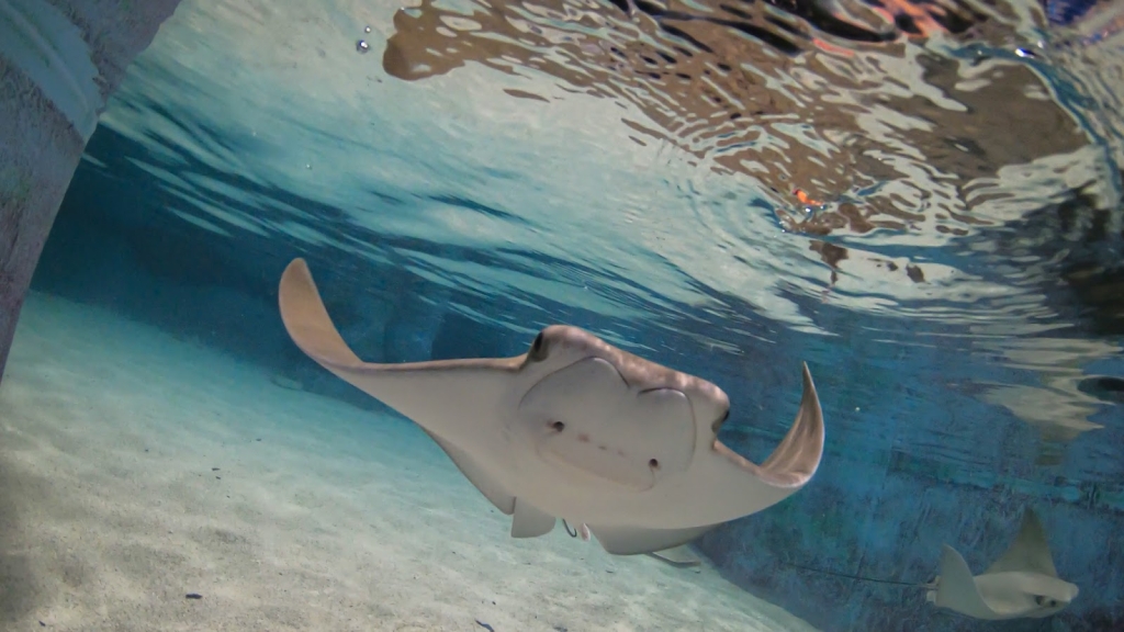 Acuario Blue Zoo Baton Rouge