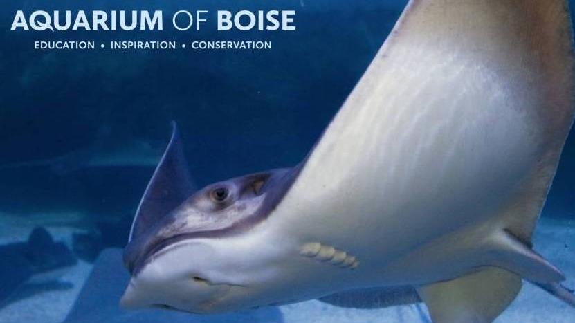 Acuario de Boise