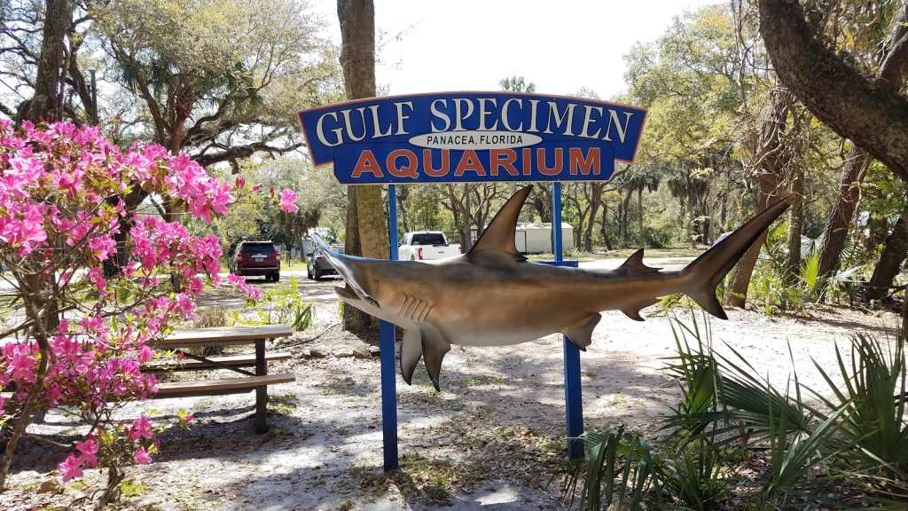 Acuario Gulf Specimen