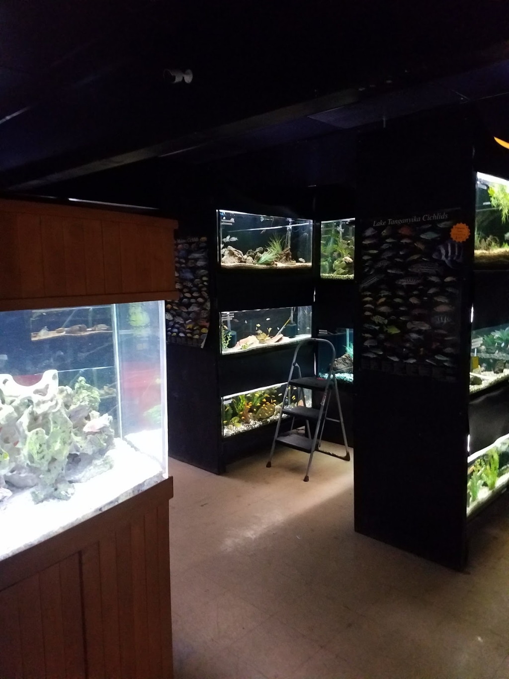 Acuario Pez Azul