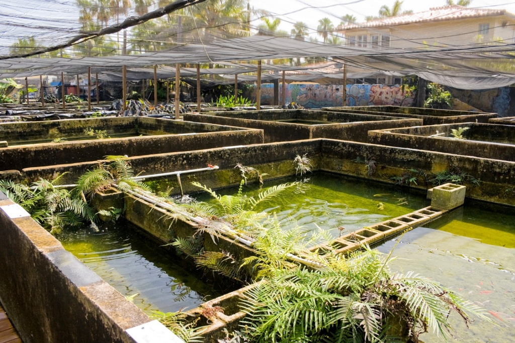 Granja de Peces del Vecindario