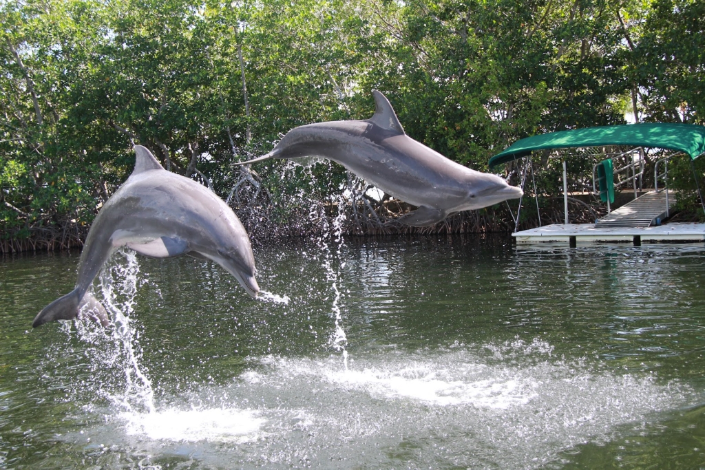 Dolphins Plus Bayside