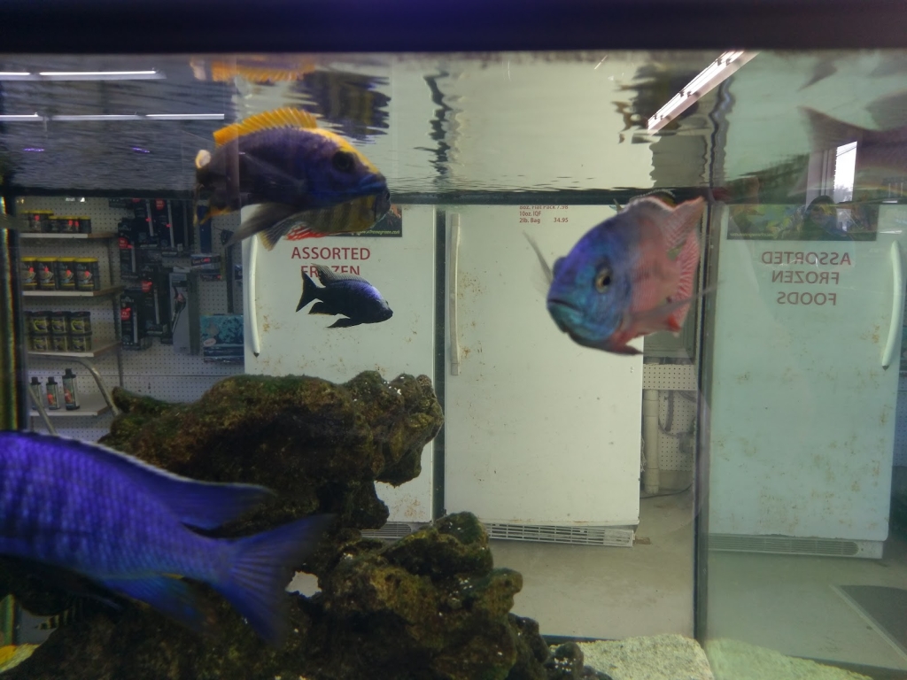 Acuario Negocio Peces