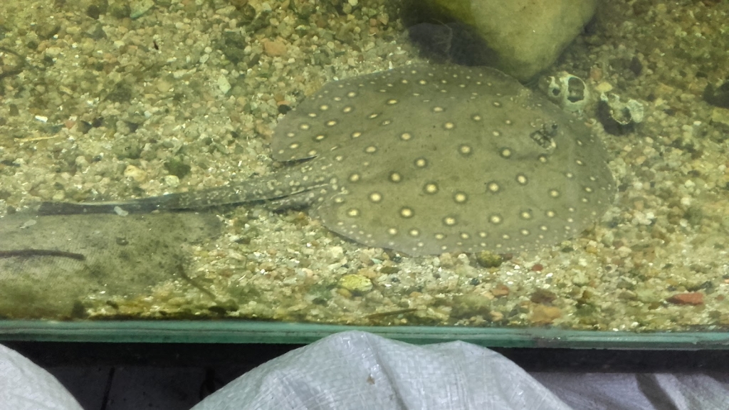 Daniel Aquarium Corrarello