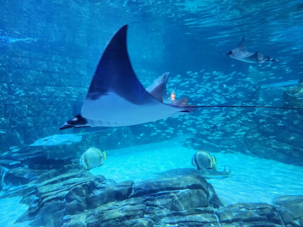 Manta Aquarium