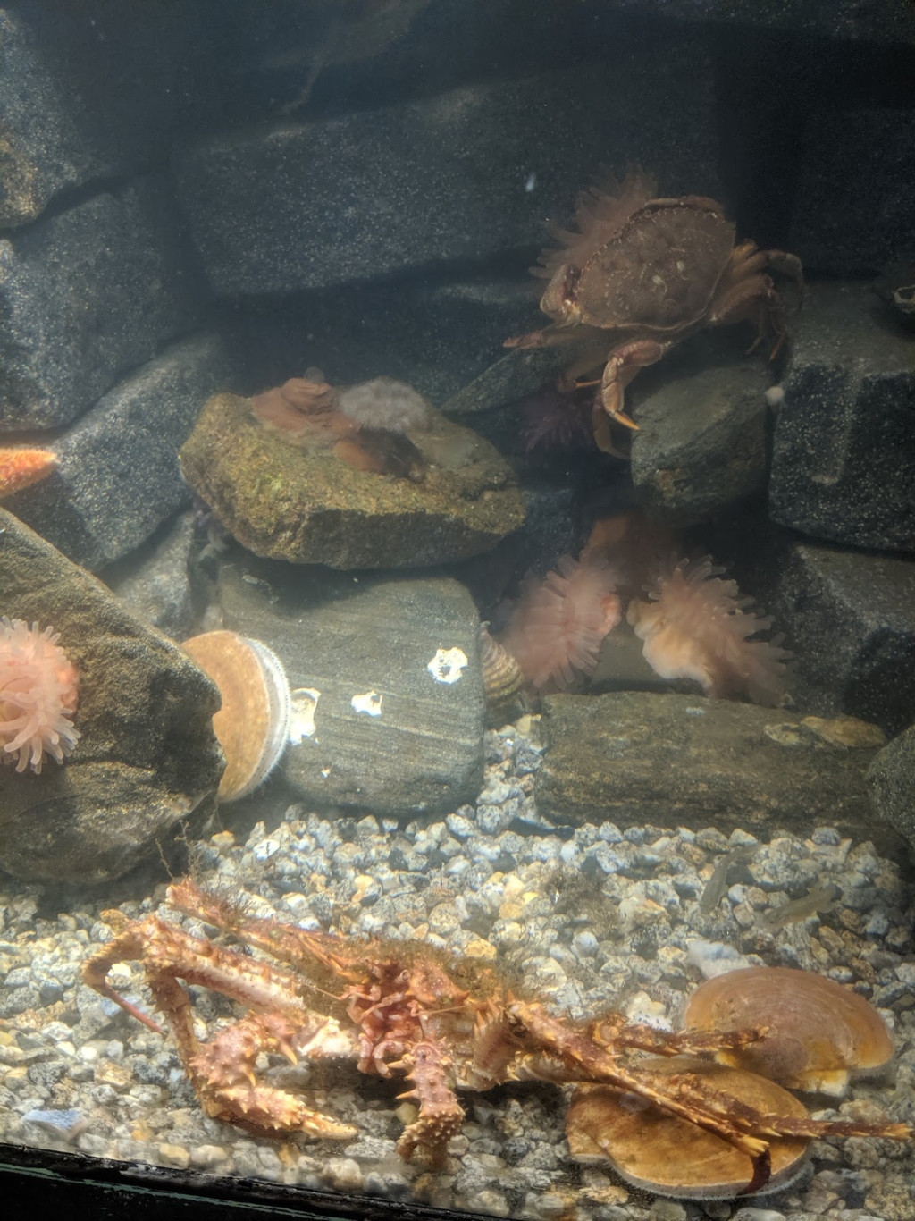 Acuario del Estado de Maine