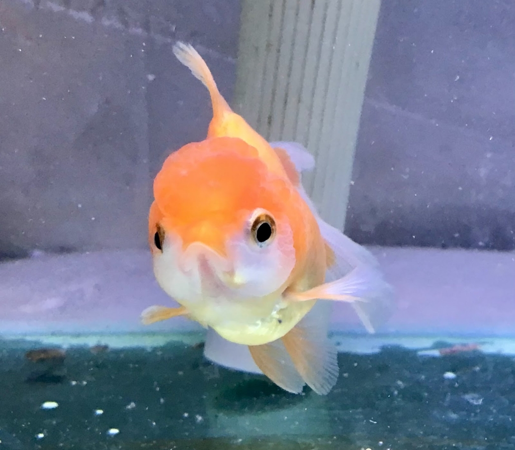 MANU ACUARIO (LLAMAR ANTES DE VENIR, DE MADRUGADA DEJAR MENSAJE) ES EL PRIMER HOME FISH DE LA ARGENTINA
