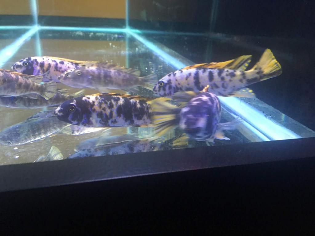 Cichlid Express/ Tienda de Peces del Acuario Daytona
