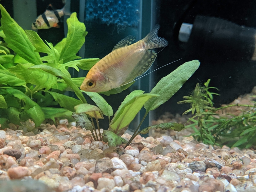 Acuario Betta La Plata