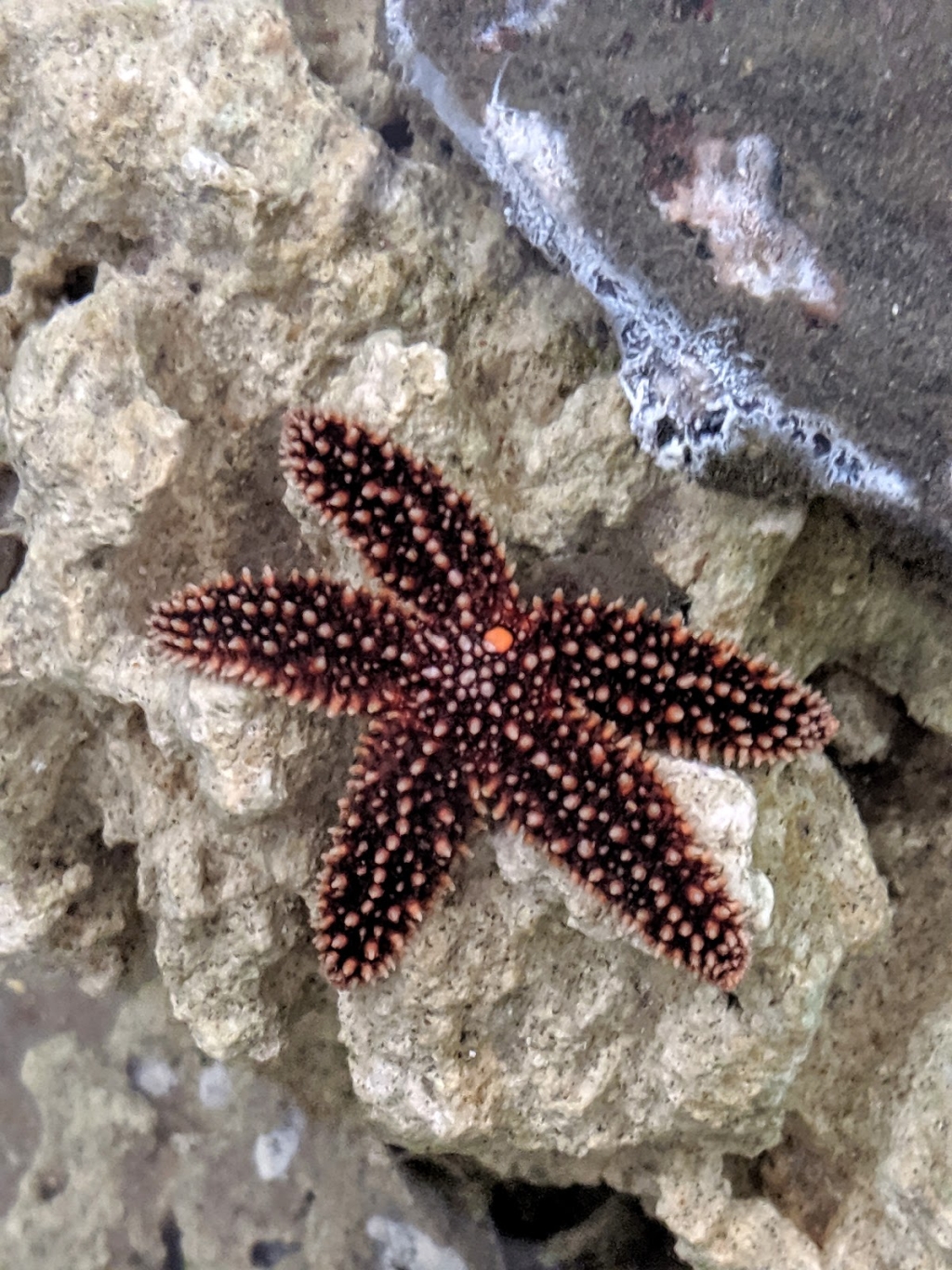 Acuario Topsail