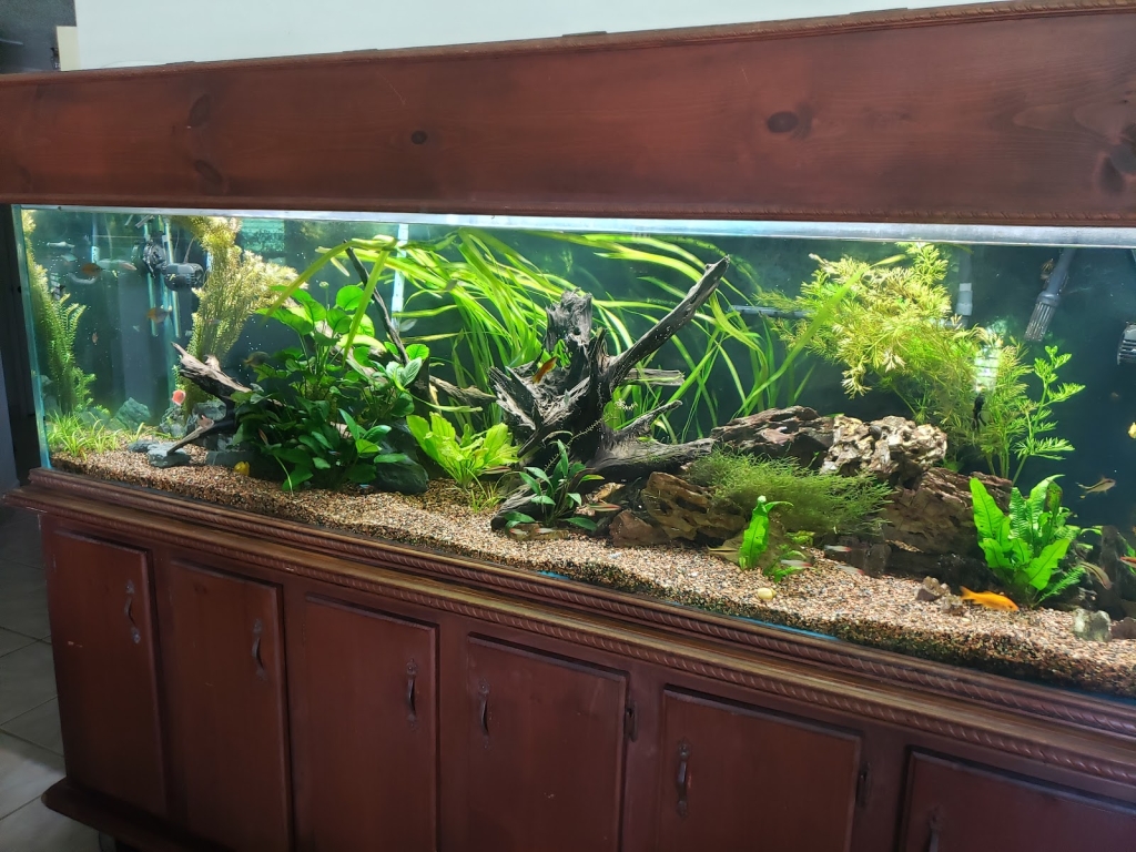 Finatic Aquatics