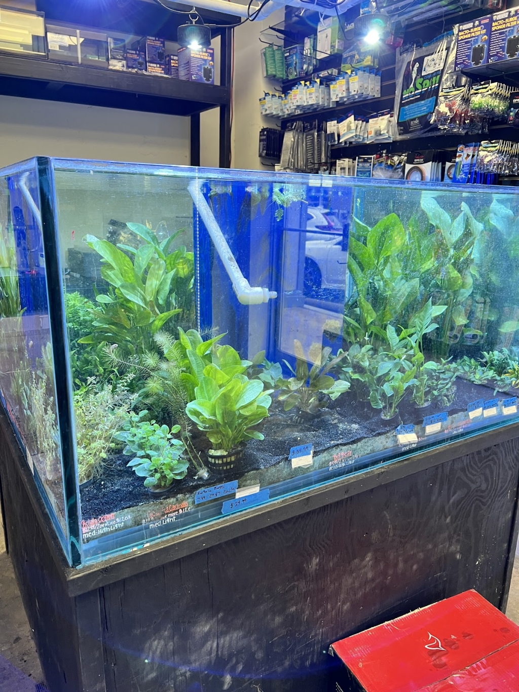 Londontowne Tropicals