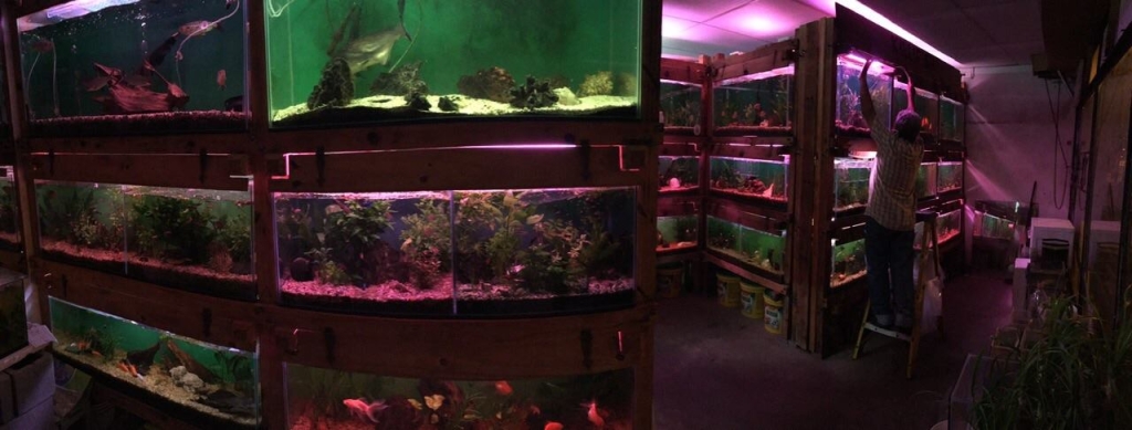ACUARIO KILLIFISH