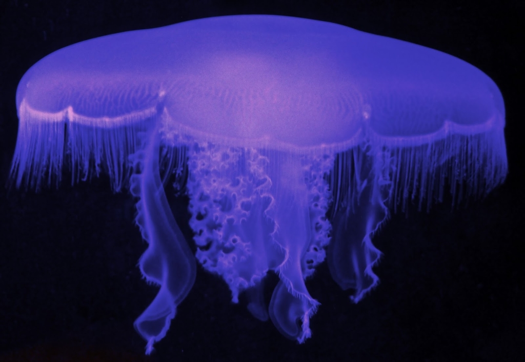 Acuario de la Costa Central