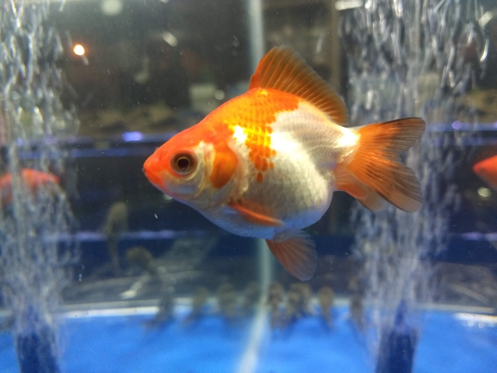 Acuario Pira Vera
