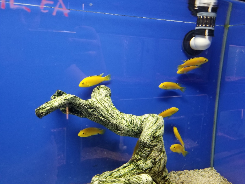 Fondren Peces y Mascotas