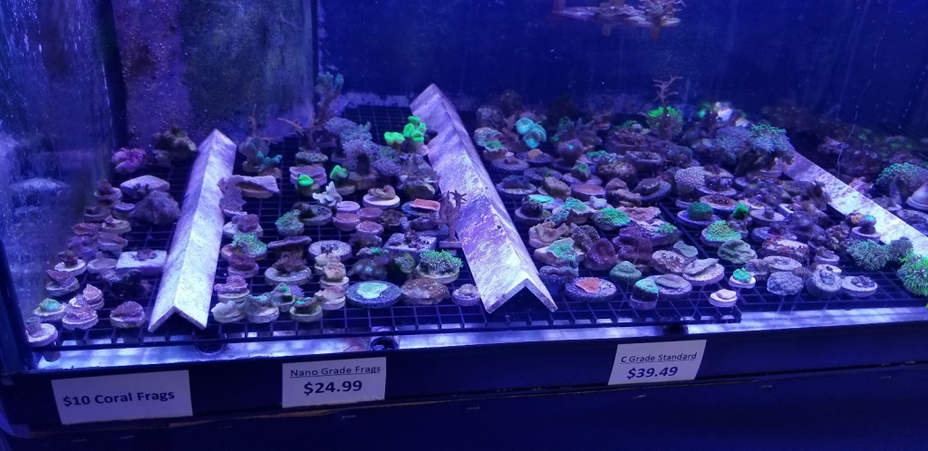 Reef eScape
