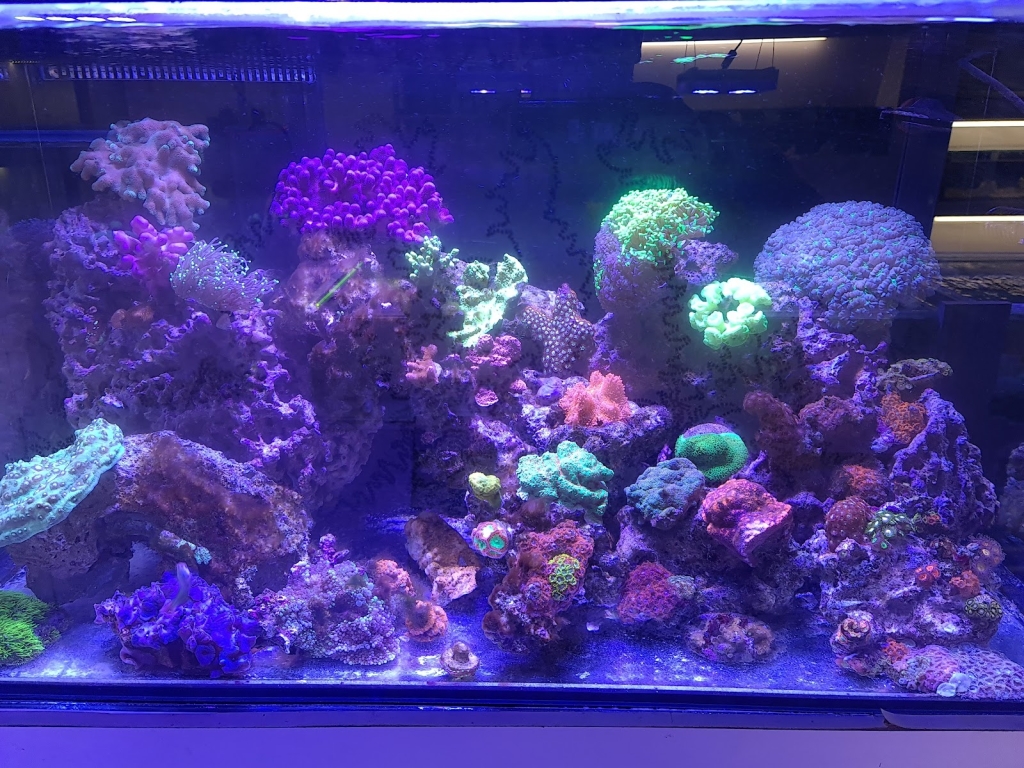 Aqualife