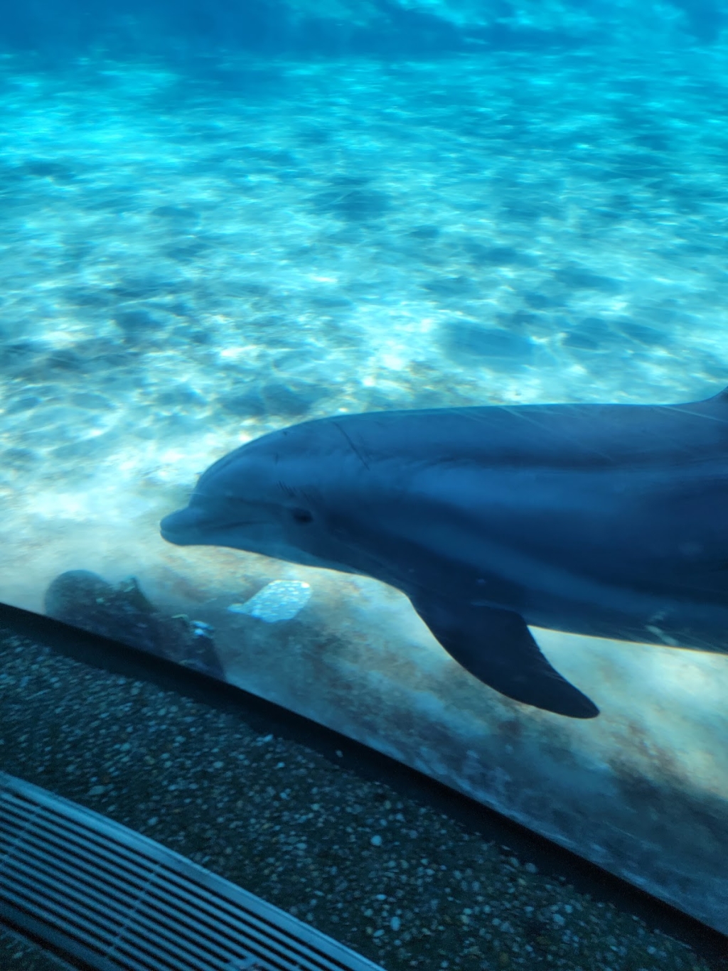 Cueva de Delfines