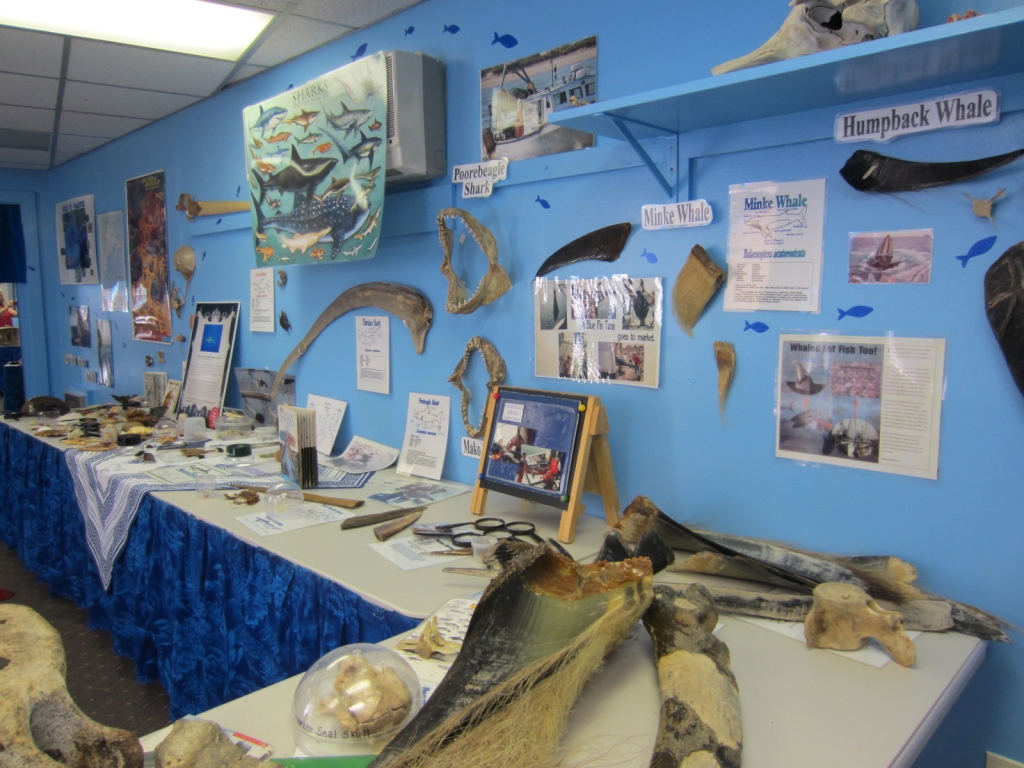 Explora el Mundo Oceánico Oceanario