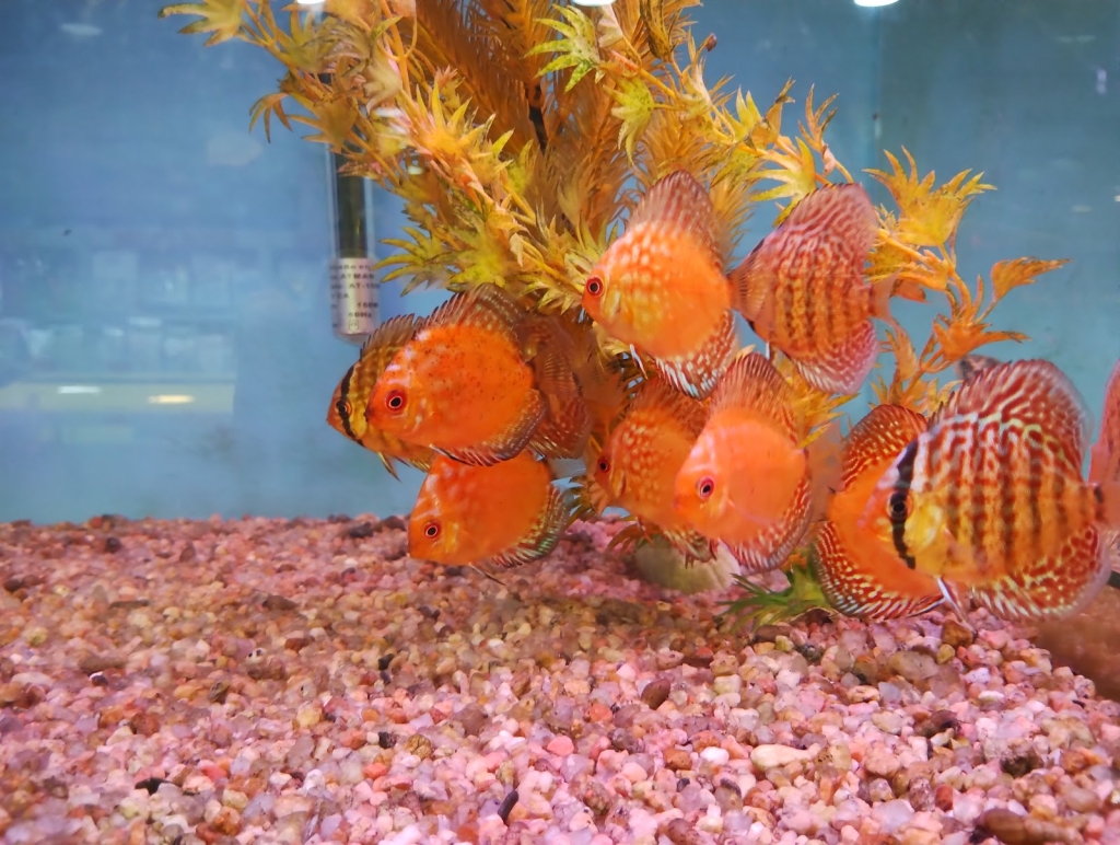 Veterinaria Génesis