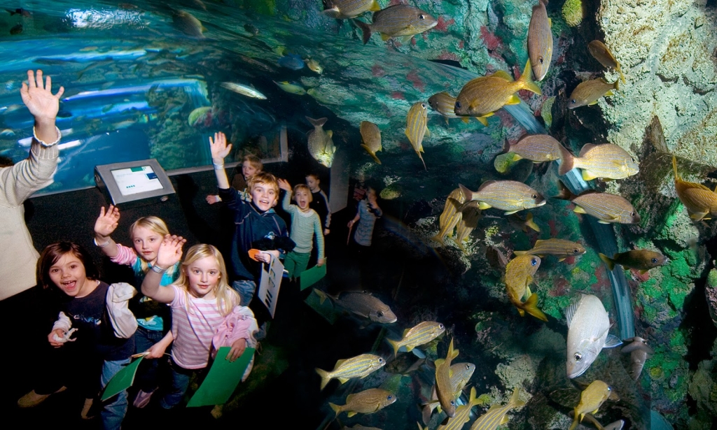 Acuario Reiman del Discovery World