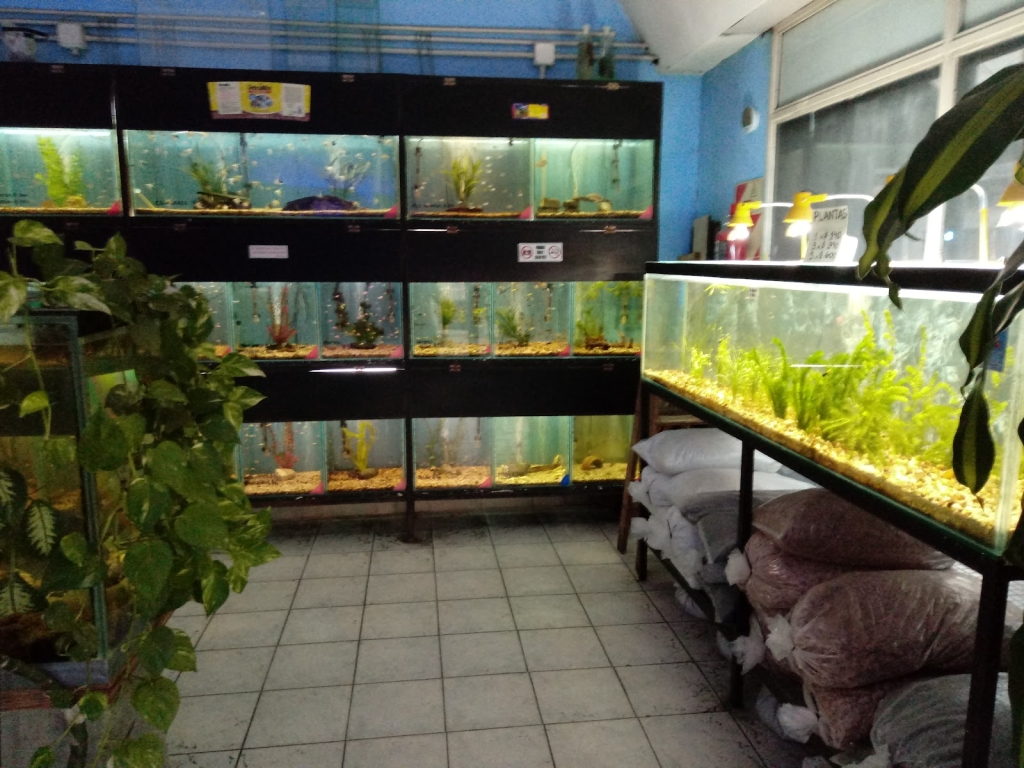 ACUARIO M.C.