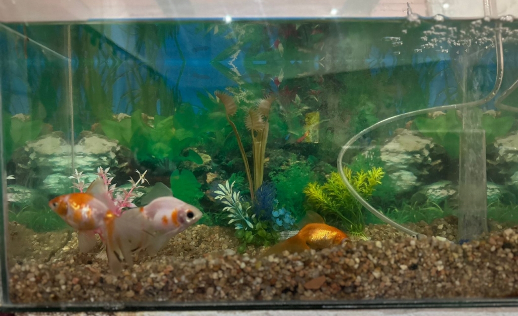 ACUARIO AHIMSA