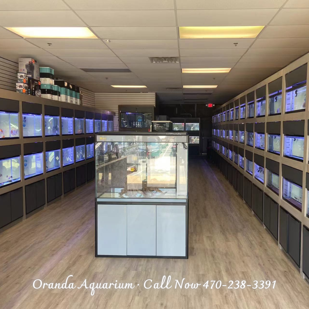 Oranda Aquarium