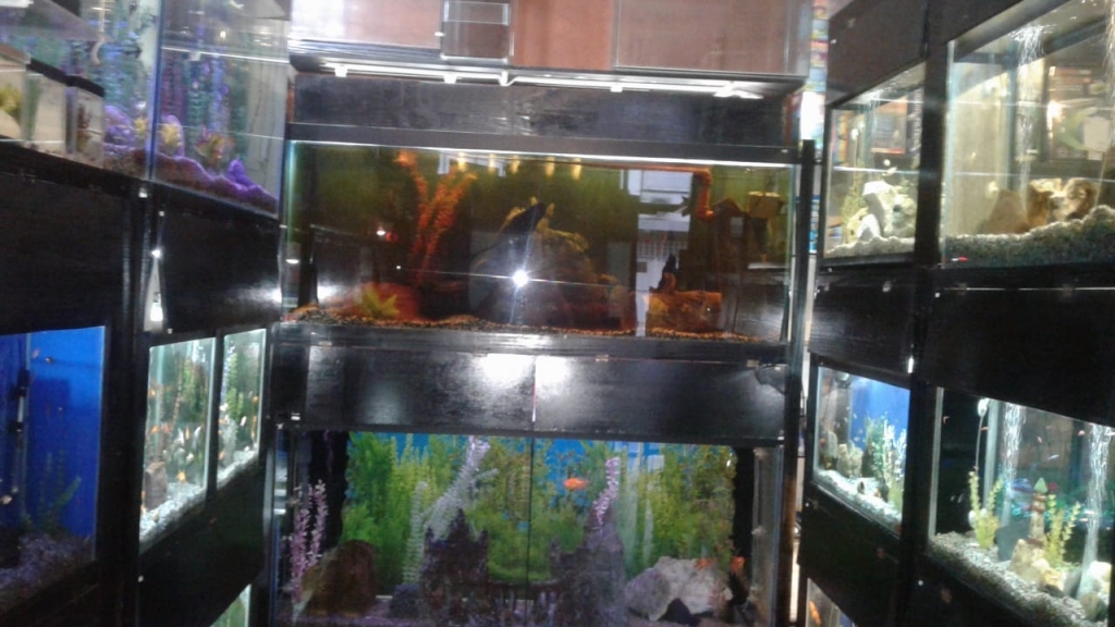 Acuario Hipocampo
