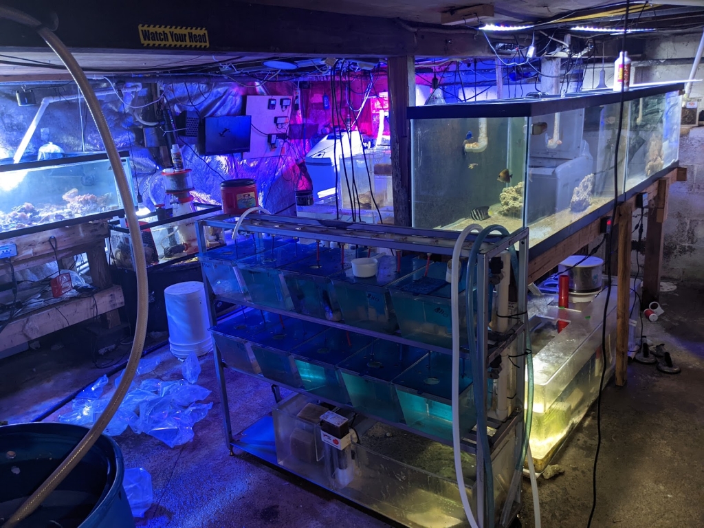 Mantenimiento de Acuarios Fish Geeks