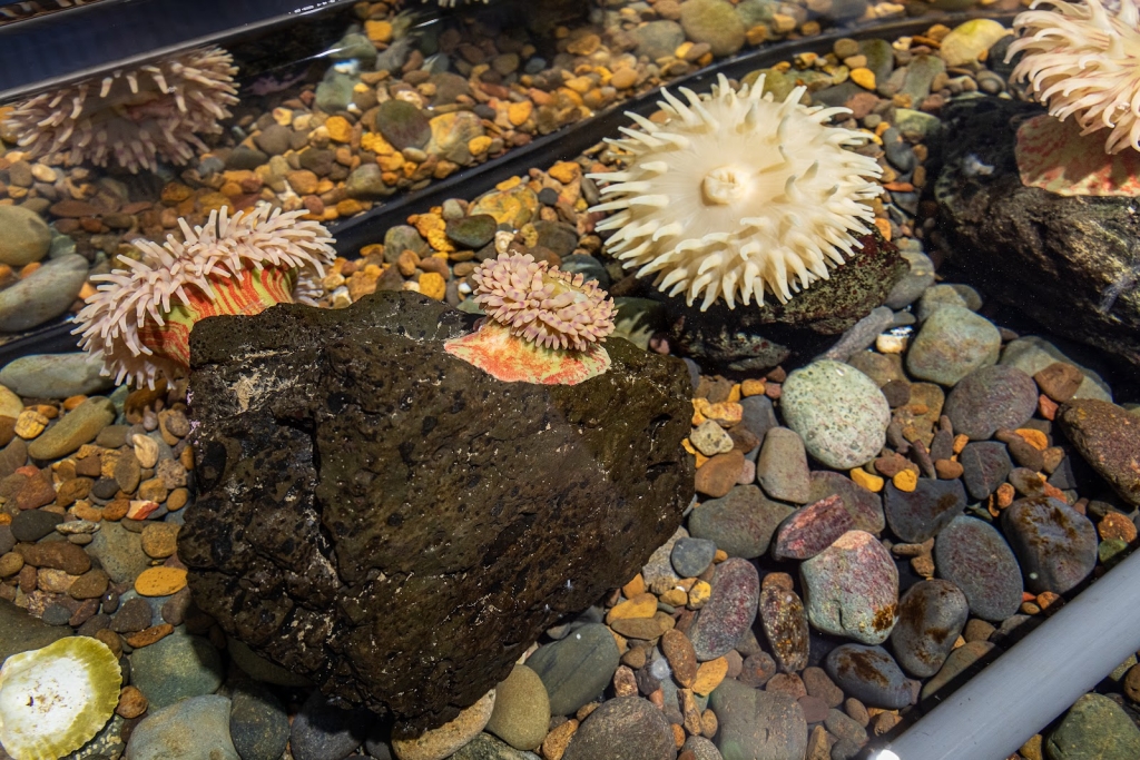 Breazeale Interpretive Center and Aquarium