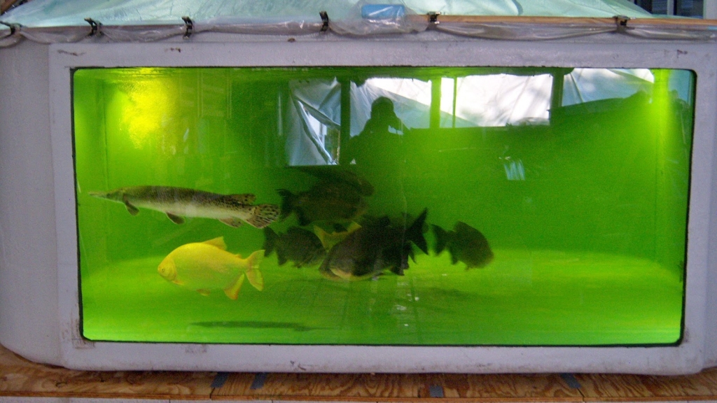 Atracción Acuática Historia de Peces & Rescate de Peces (SOLO con CITA previa; consulte el sitio web para más detalles)