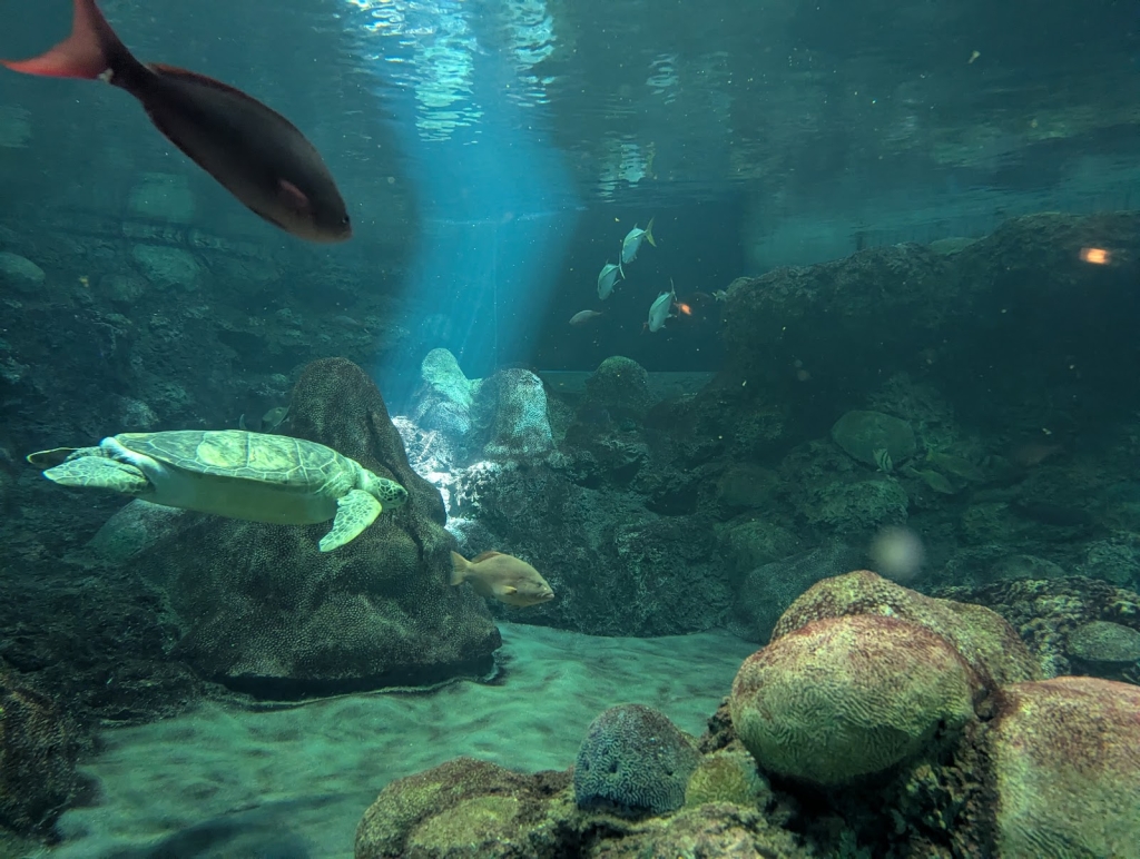Encuentro con Tiburones