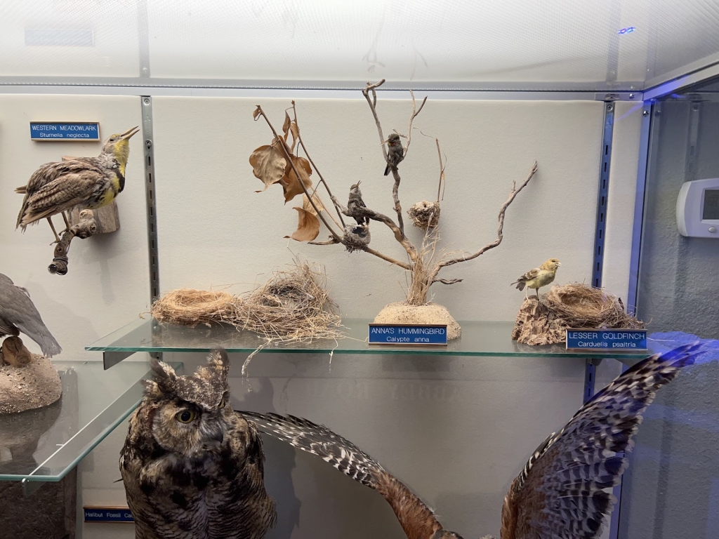 Acuario y Charca de Mareas