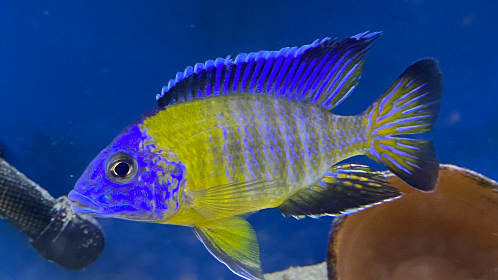 Lake Michigan Cichlids