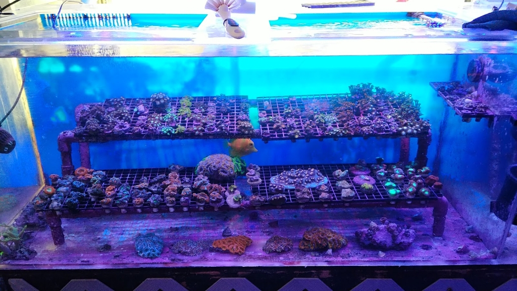 Acuario Drysdale S.A.