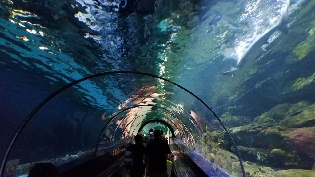 Experiencia de Tiburones