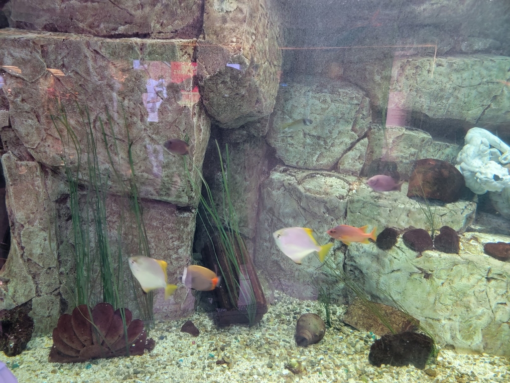 Caesars Forum Shop Atlantis Aquarium