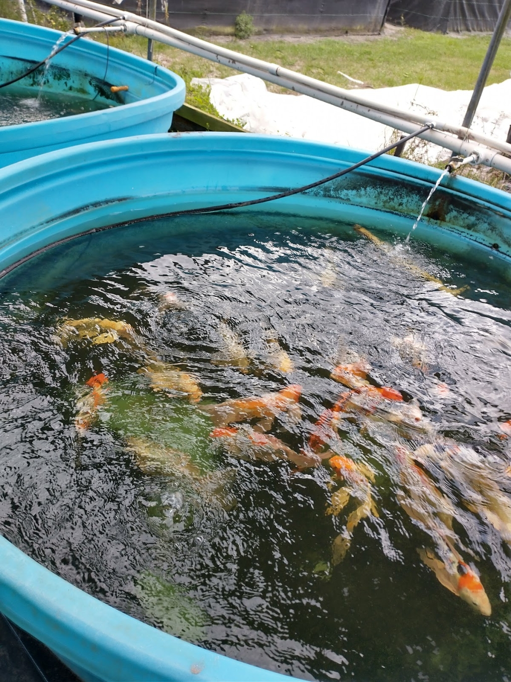 Green Lake Tropical Fish Farm