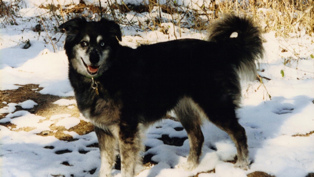 Community Critter Care