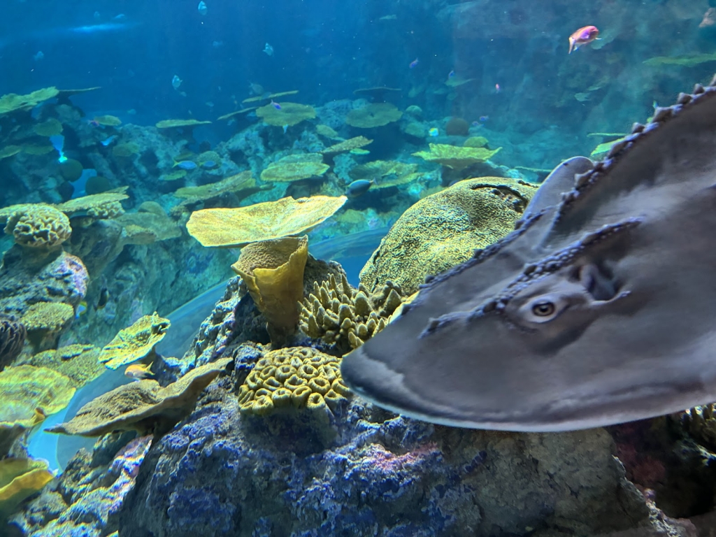 Seattle Aquarium Ocean Pavilion